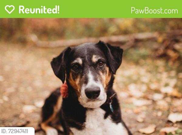 Reunited Female Dog last seen Glen Park Hall and RR 275, Glen Park, AB T0C 2P0