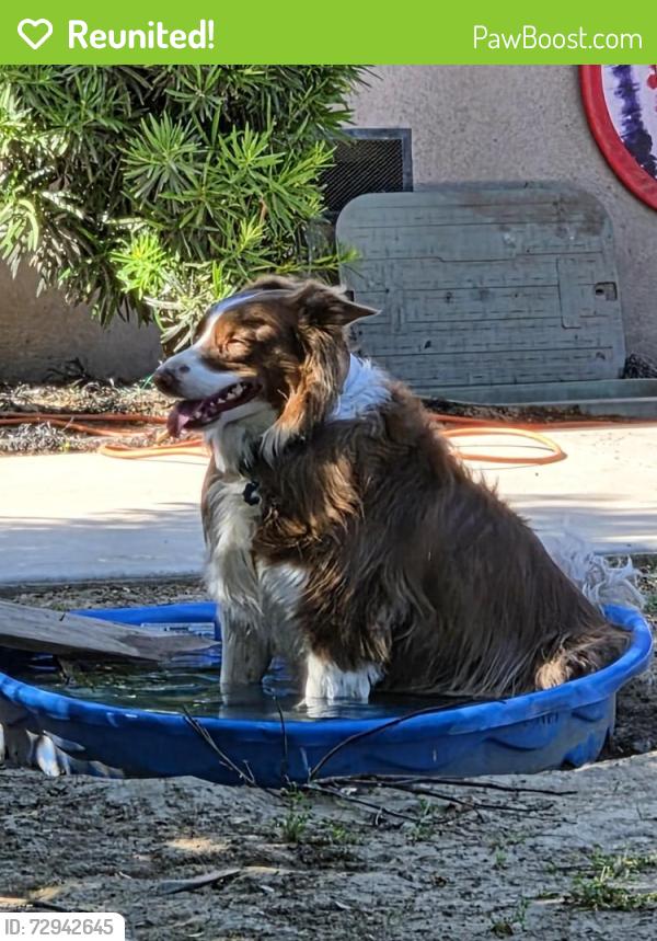 Reunited Female Dog last seen Akers , Tulare, CA 93274