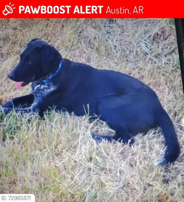 Lost Male Dog last seen Near Ed Haymes Road, Austin Ark , Austin, AR 72007