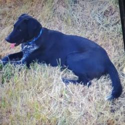 Lost Male Dog last seen Near Ed Haymes Road, Austin Ark , Austin, AR 72007