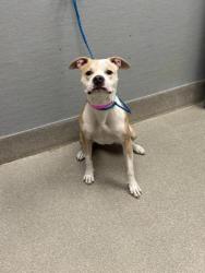Shelter Stray Female Dog last seen Near BLOCK BOULDER HWY, LAS VEGAS NV 89121, Las Vegas, NV 89101