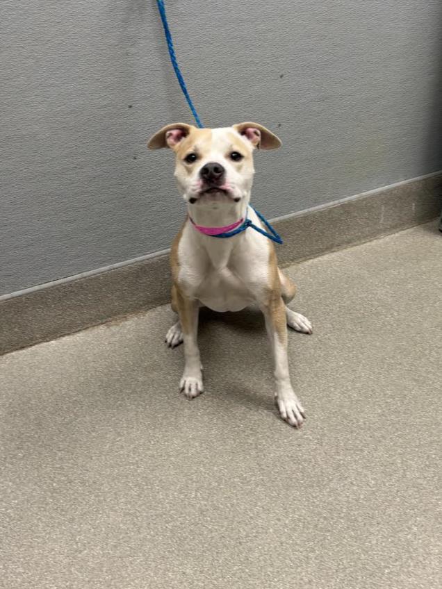 Shelter Stray Female Dog last seen Near BLOCK BOULDER HWY, LAS VEGAS NV 89121, Las Vegas, NV 89101