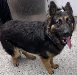 Shelter Stray Male Dog last seen Near BLOCK W PHILADELPHIA, DETROIT, MI 48202, Detroit, MI 48211
