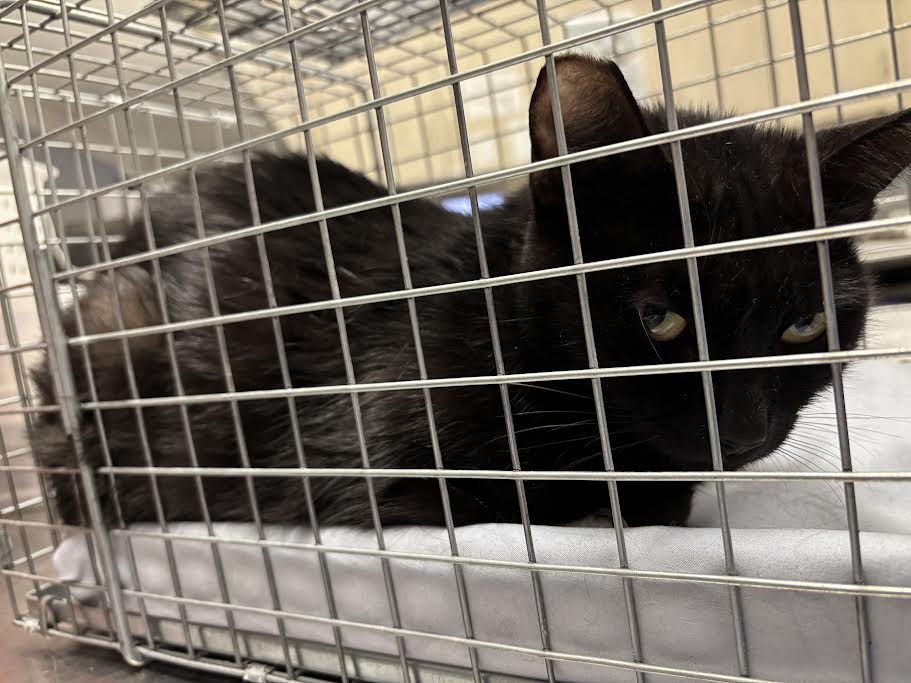 Shelter Stray Female Cat last seen Near BLOCK W FLAMINGO RD, LAS VEGAS NV 89147, Las Vegas, NV 89101
