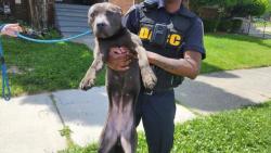 Shelter Stray Female Dog last seen Near BLOCK W GRAND ST, DETROIT, MI 48238, Detroit, MI 48211