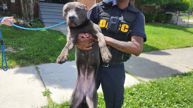Shelter Stray Female Dog last seen Near BLOCK W GRAND ST, DETROIT, MI 48238, Detroit, MI 48211