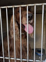 Shelter Stray Male Dog last seen Near BLOCK KARI LEE CT, LAS VEGAS NV 89146, Las Vegas, NV 89101