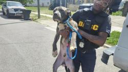Shelter Stray Male Dog last seen Near BLOCK W GRAND ST, DETROIT, MI, Detroit, MI 48211