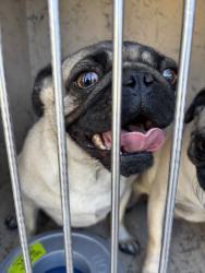 Shelter Stray Female Dog last seen Near BLOCK KARI LEE CT, LAS VEGAS NV 89146, Las Vegas, NV 89101