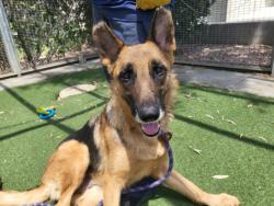 Shelter Stray Female Dog last seen , San Pedro, CA 90731