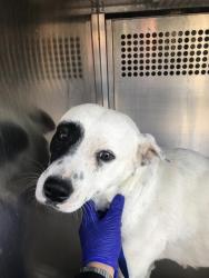 Shelter Stray Female Dog last seen , Tucson, AZ 85745