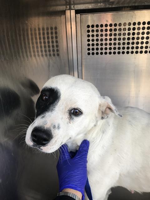 Shelter Stray Female Dog last seen , Tucson, AZ 85745