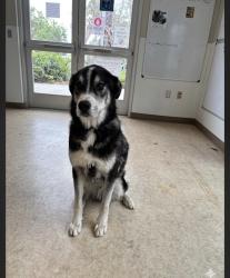 Shelter Stray Male Dog last seen , San Pedro, CA 90731