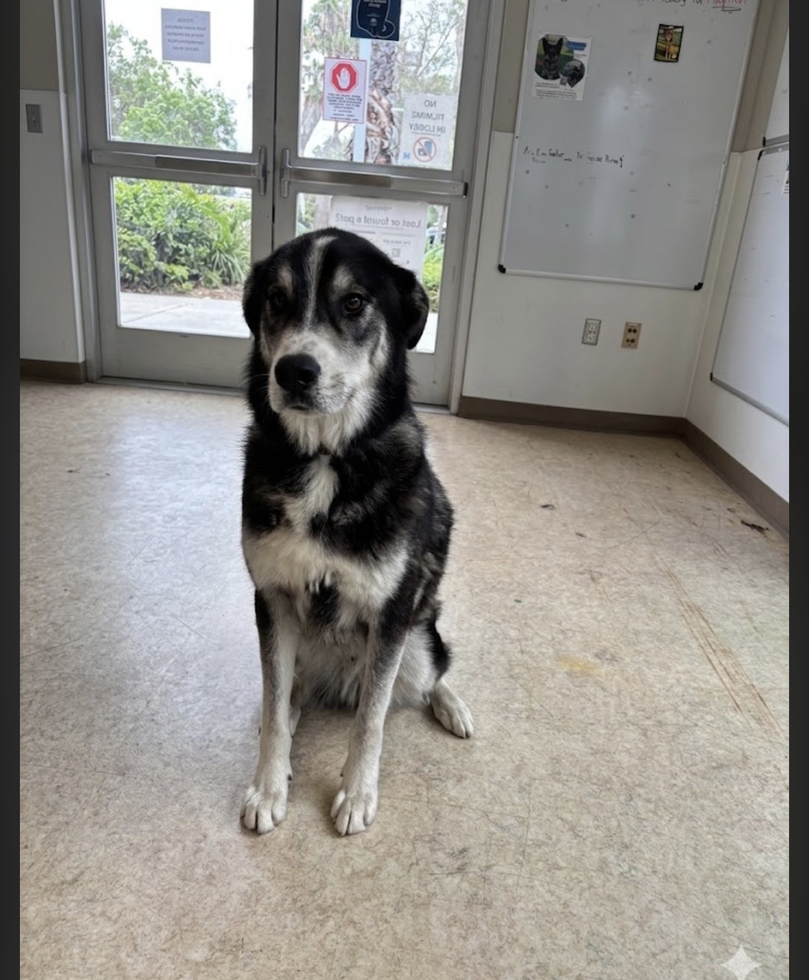 Shelter Stray Male Dog last seen , San Pedro, CA 90731