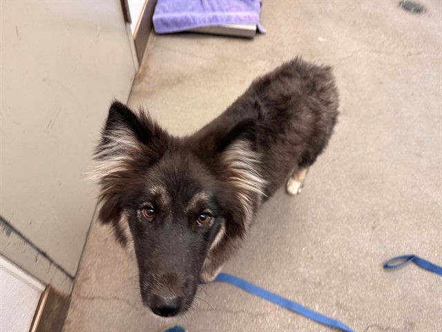Shelter Stray Male Dog last seen , Tucson, AZ 85745