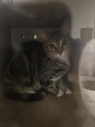 Shelter Stray Female Cat last seen , San Pedro, CA 90731
