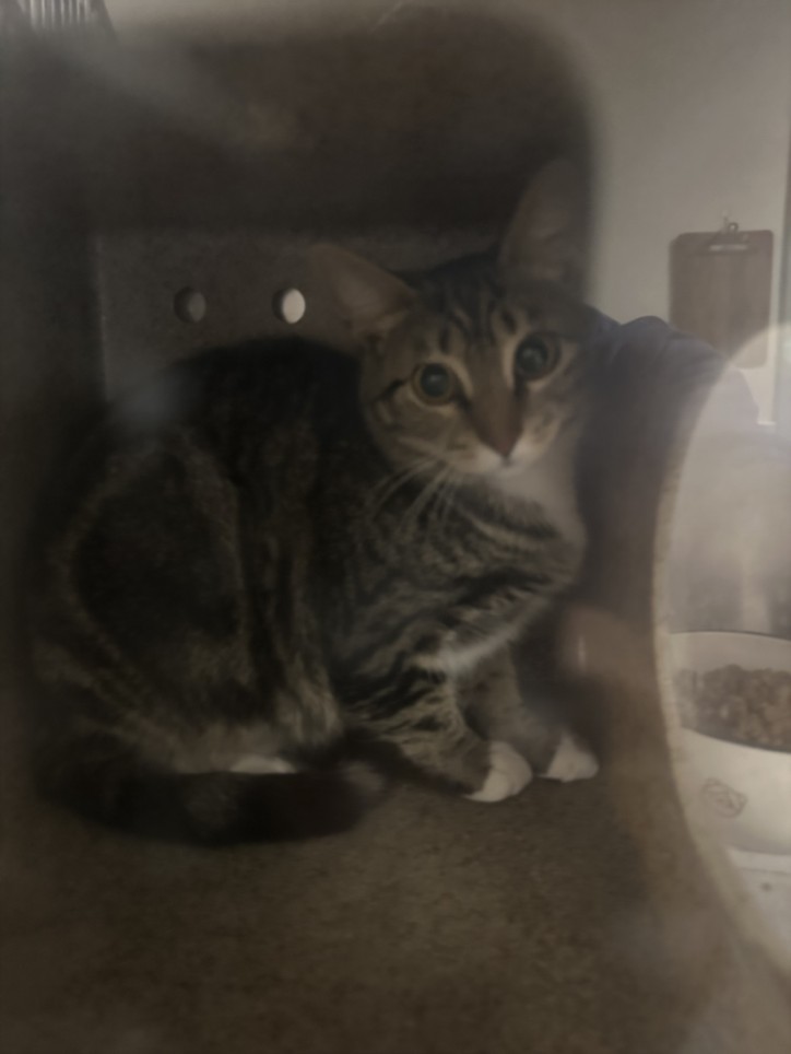 Shelter Stray Female Cat last seen , San Pedro, CA 90731