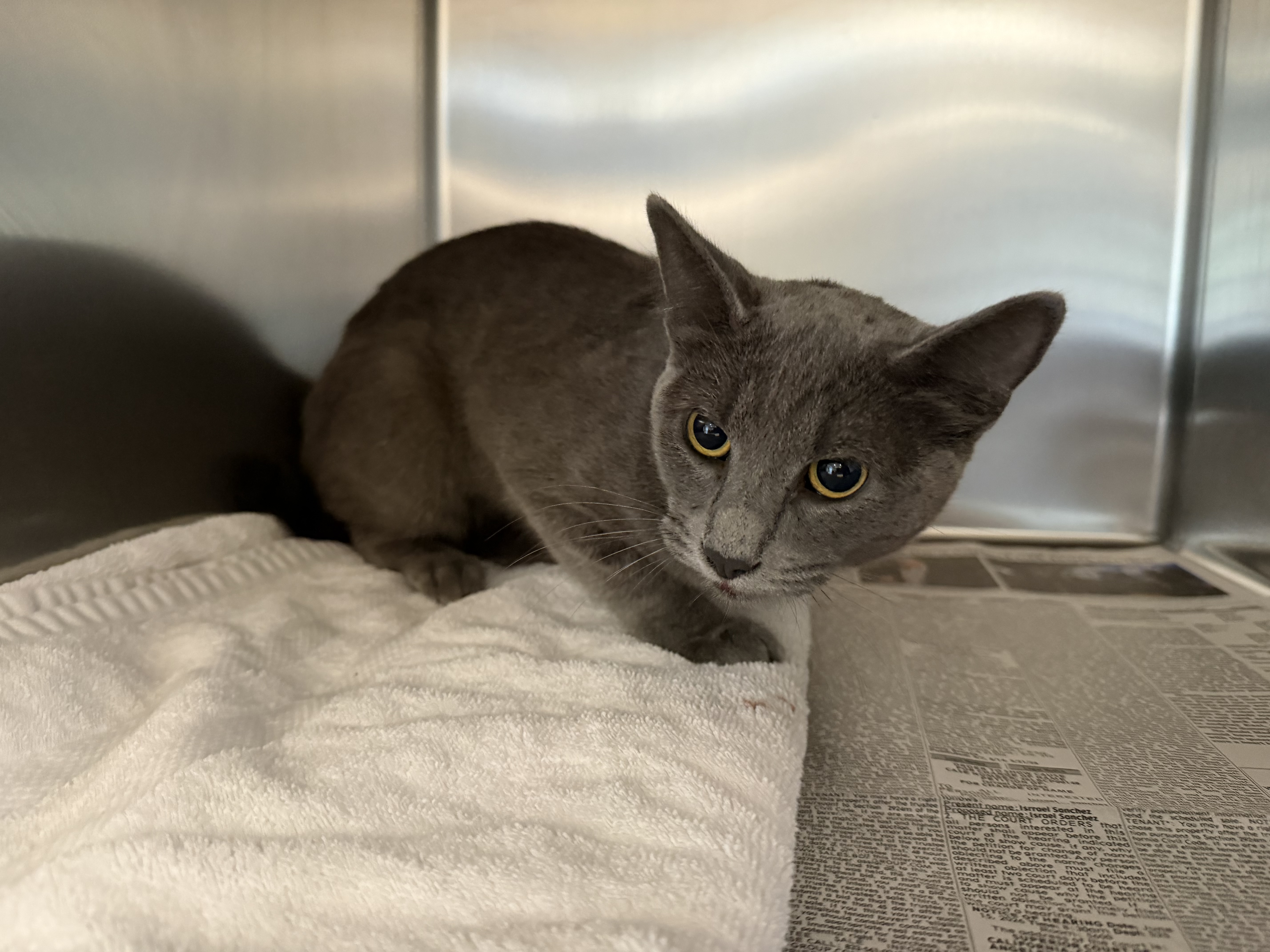 Shelter Stray Male Cat last seen , San Pedro, CA 90731