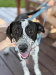 Shelter Stray Female Dog last seen Near BLOCK ROSEBANK CT, Watterson Park, KY 40218