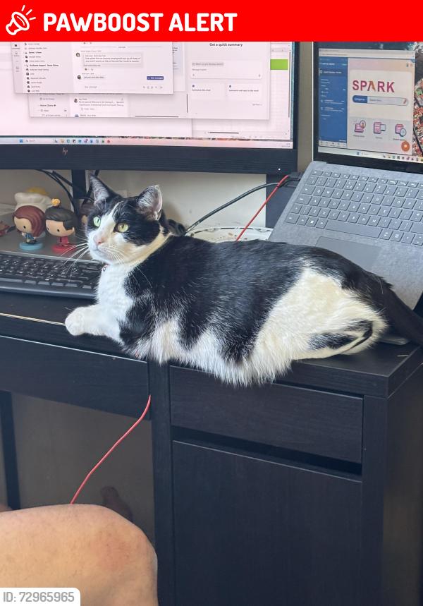 Lost Female Cat last seen Tyes end, Leicester, England LE4 0PN
