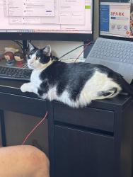Lost Female Cat last seen Tyes end, Leicester, England LE4 0PN