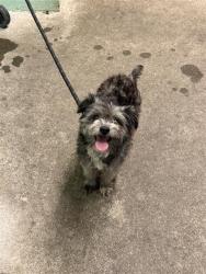 Shelter Stray Male Dog last seen ALTOS AVE & LAMPASAS AVE, Sacramento, CA 95818