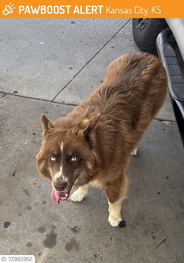 Found/Stray Unknown Dog last seen BP at 77th and Leavenworth, Kansas City, KS 66109
