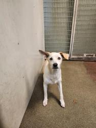 Shelter Stray Female Dog last seen Near BLOCK OGLESBY AVE, Jacksonville, FL 32204