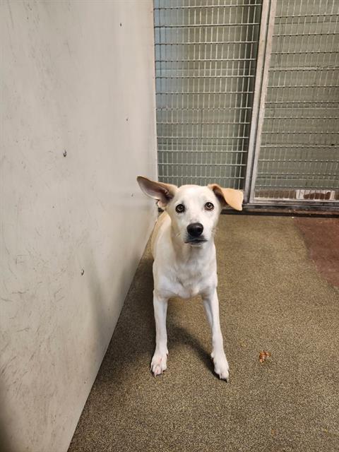 Shelter Stray Female Dog last seen Near BLOCK OGLESBY AVE, Jacksonville, FL 32204