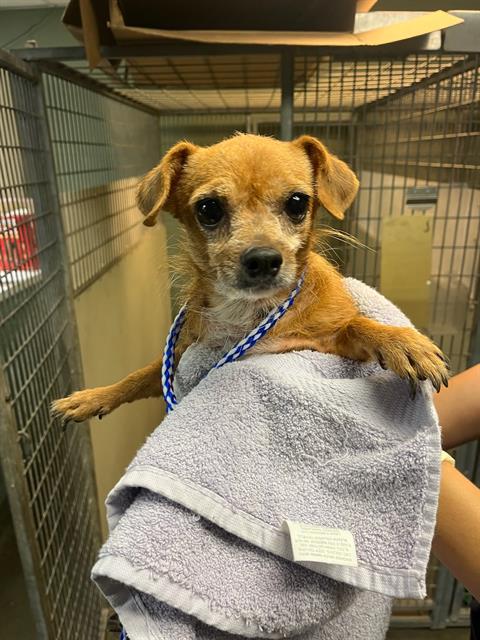 Shelter Stray Female Dog last seen Near BLOCK OGLESBY AVE, Jacksonville, FL 32204