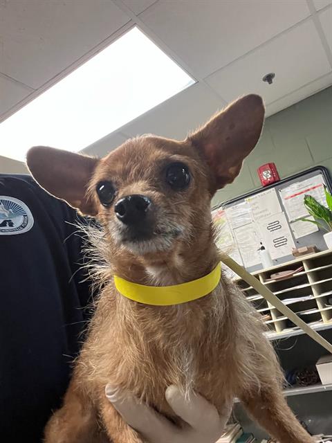 Shelter Stray Female Dog last seen Near BLOCK OGLESBY AVE, Jacksonville, FL 32204