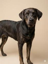 Shelter Stray Male Dog last seen PRITCHARD RD, Jacksonville, FL 32204