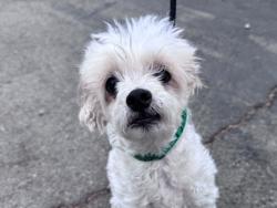 Shelter Stray Male Dog last seen , Los Angeles, CA 90025