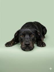 Shelter Stray Male Dog last seen PRITCHARD RD, Jacksonville, FL 32204