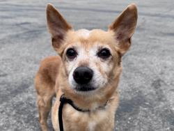 Shelter Stray Male Dog last seen , Los Angeles, CA 90025