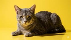 Shelter Stray Male Cat last seen WINDY PINE LN, Jacksonville, FL 32204