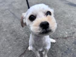 Shelter Stray Male Dog last seen , Los Angeles, CA 90025