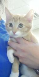 Shelter Stray Female Cat last seen Near PALA VERDE DR, FAYETTEVILLE NC 28304, Fayetteville, NC 28306