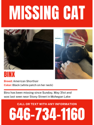 Reunited Female Cat last seen Stony Street and Amelia Drive, Mohegan Lake, NY 10547