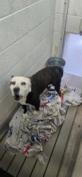 Shelter Stray Male Dog last seen Near BLOCK RAFAEL, Albuquerque, NM 87121