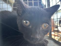 Shelter Stray Male Cat last seen Near BLOCK N BRYANT AVE, OKLAHOMA CITY OK 73121, Oklahoma City, OK 73129