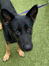 Shelter Stray Female Dog last seen Near BLOCK VILLAGIO PL, FAYETTEVILLE NC 28303, Fayetteville, NC 28306