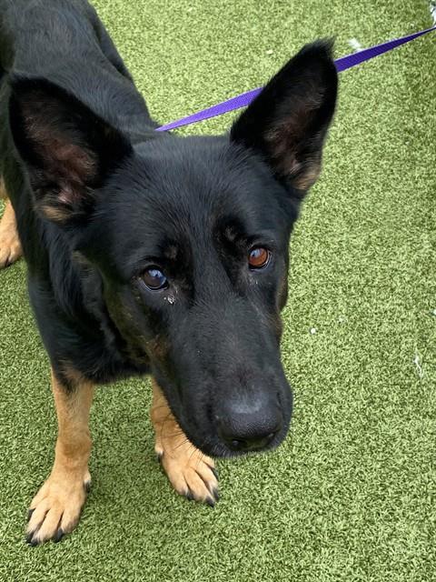 Shelter Stray Female Dog last seen Near BLOCK VILLAGIO PL, FAYETTEVILLE NC 28303, Fayetteville, NC 28306