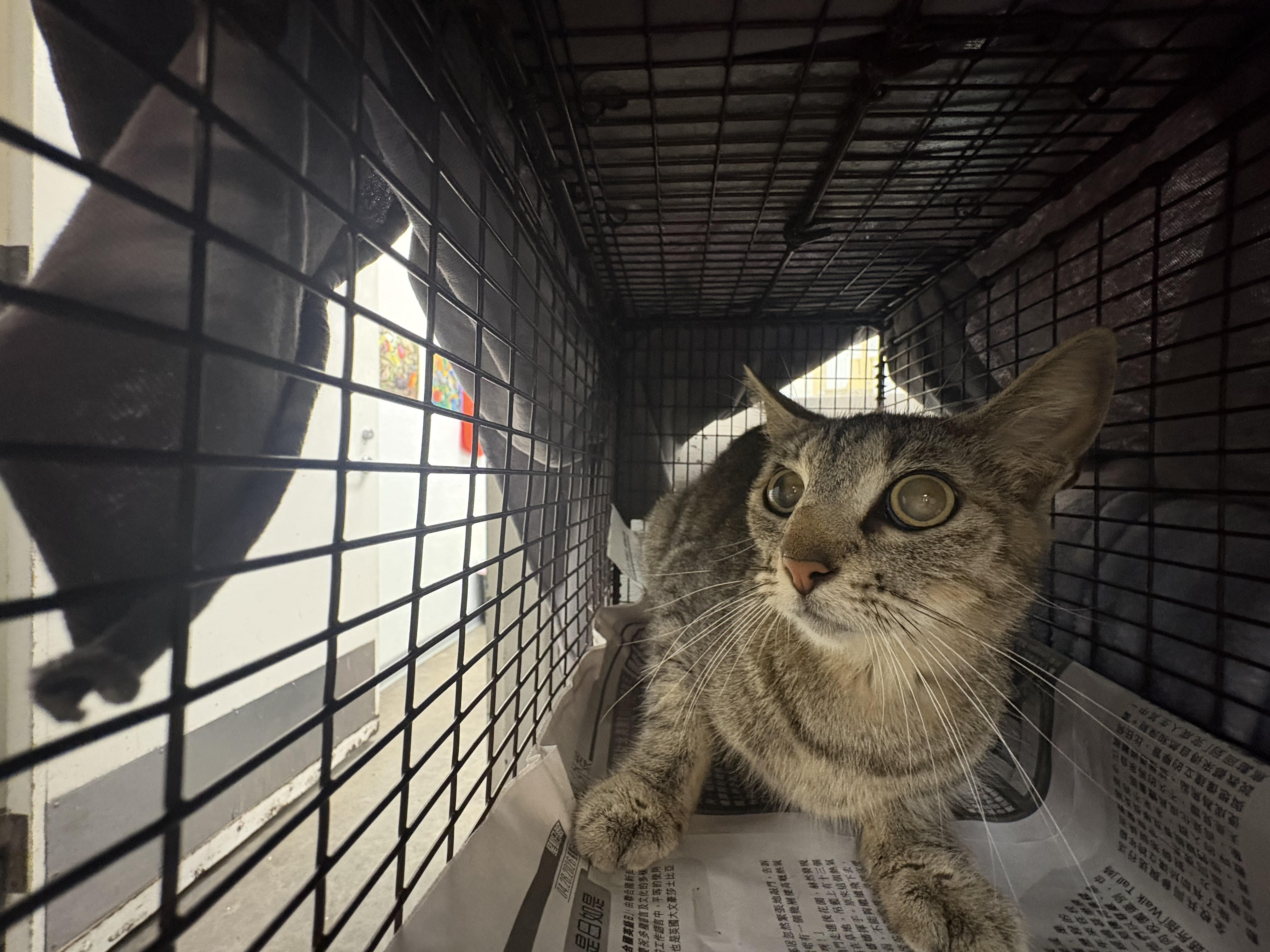 Shelter Stray Unknown Cat last seen , Los Angeles, CA 90047