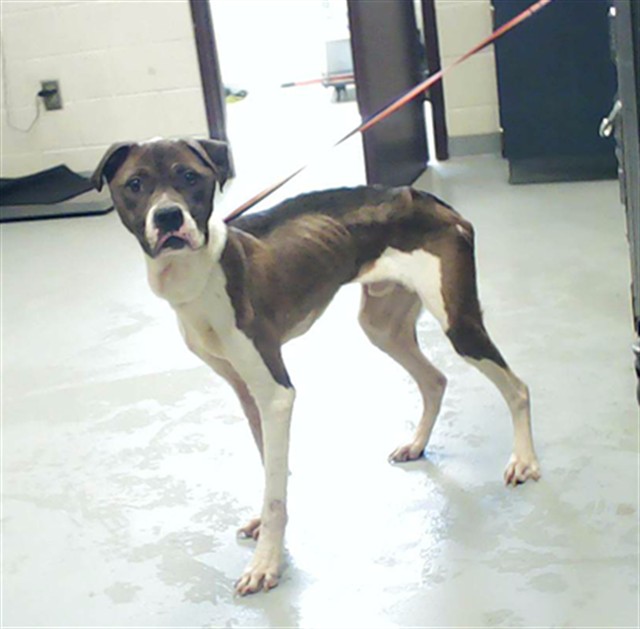 Shelter Stray Male Dog last seen Near BLOCK COPPERLEAF DR, Fayetteville, NC 28306