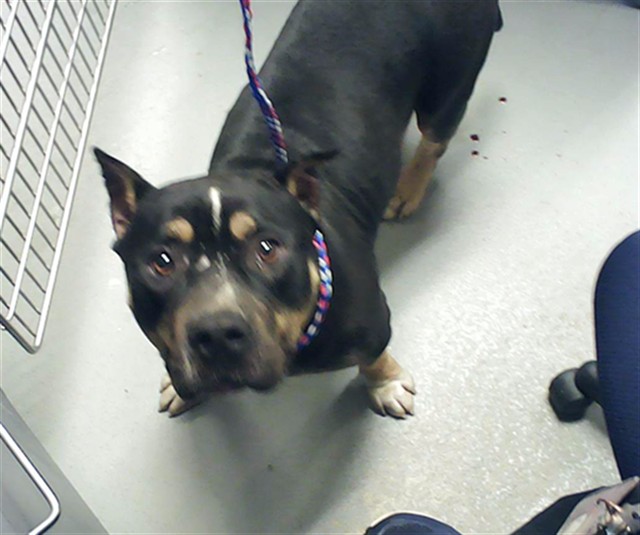 Shelter Stray Female Dog last seen Near BLOCK RIVER RD, WADE NC 28395, Fayetteville, NC 28306