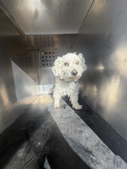 Shelter Stray Male Dog last seen Near BLOCK S KING ARTHUR DR, WEST VALLEY CITY UT 84119, Salt Lake City, UT 84120