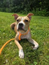 Shelter Stray Female Dog last seen TORII,63031, Olivette, MO 63132