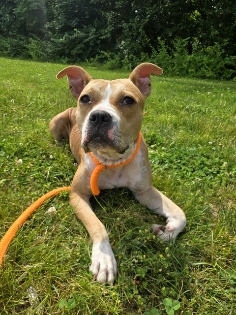 Shelter Stray Female Dog last seen TORII,63031, Olivette, MO 63132
