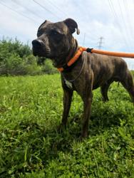 Shelter Stray Male Dog last seen S FLORISSANT,63135, Olivette, MO 63132